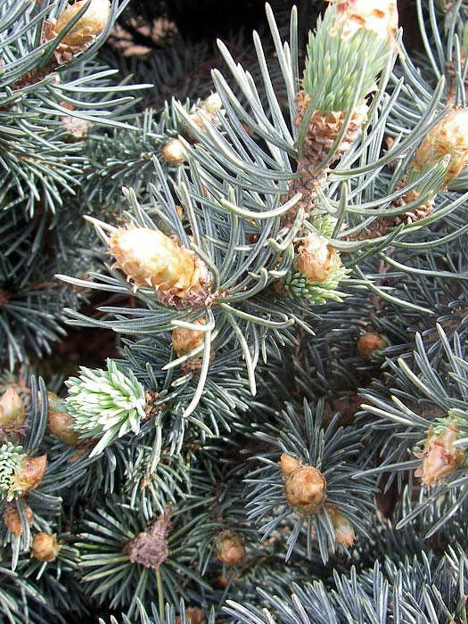 Ель колючая Глаука Глобоза (Glauca Globosa) – вид 4