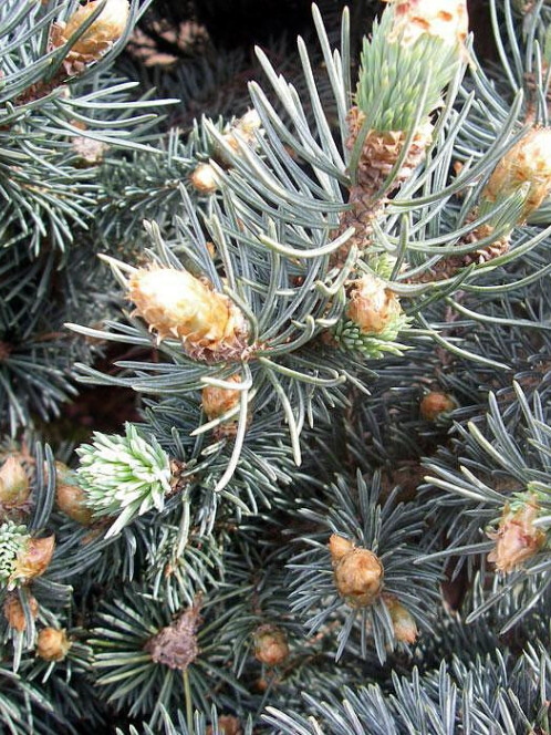 Ель колючая Глаука Глобоза (Glauca Globosa) – вид 4