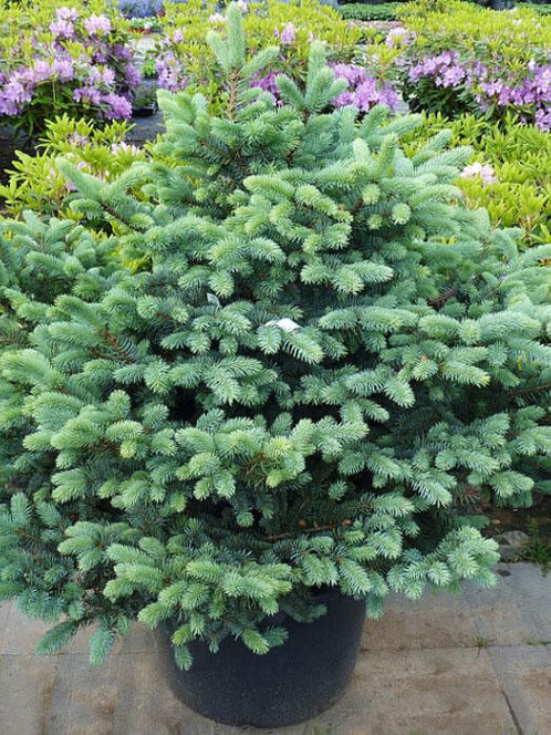 Ель колючая Глаука Глобоза (Glauca Globosa) – вид 7