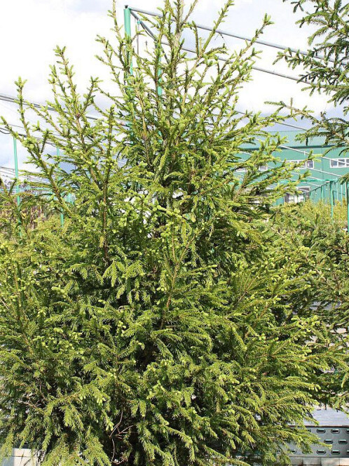 Ель Сербская (Picea omorica) – вид 1