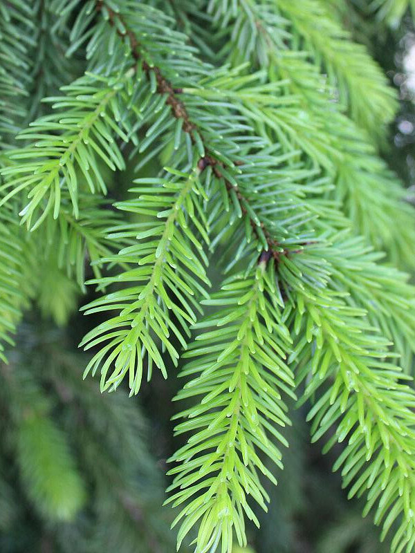 Ель Сербская (Picea omorica) – вид 7