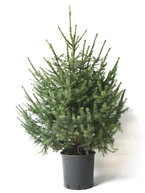 Ель Сербская (Picea omorica) – вид 8