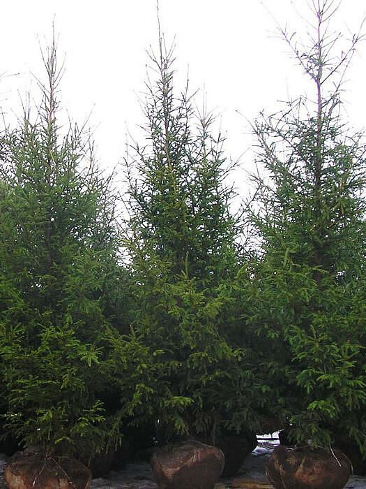 Ель Обыкновенная или европейская (Picea abies) – вид 1