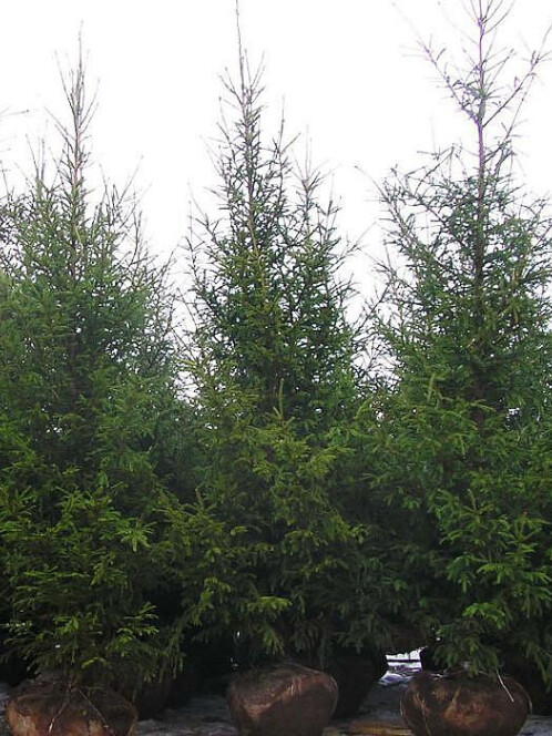 Ель Обыкновенная или европейская (Picea abies)