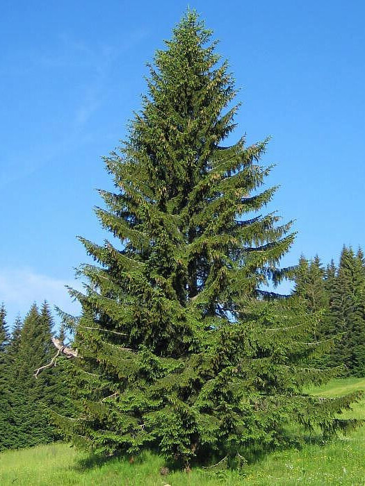 Ель Обыкновенная или европейская (Picea abies) – вид 3