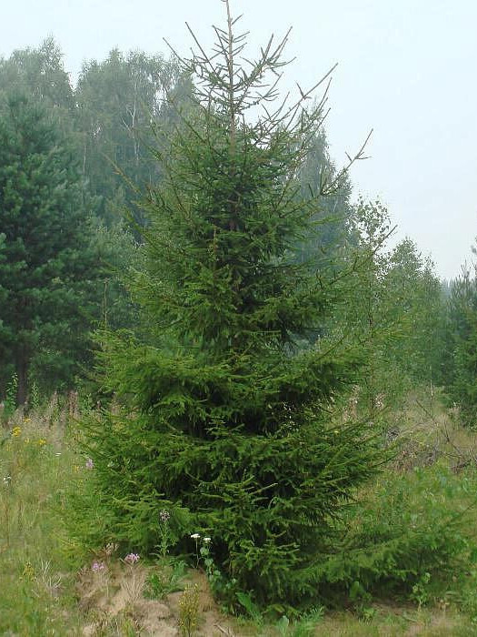 Ель Обыкновенная или европейская (Picea abies) – вид 4