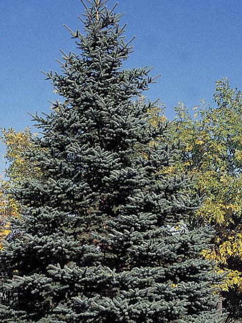 Ель Колючая (Picea pungens)