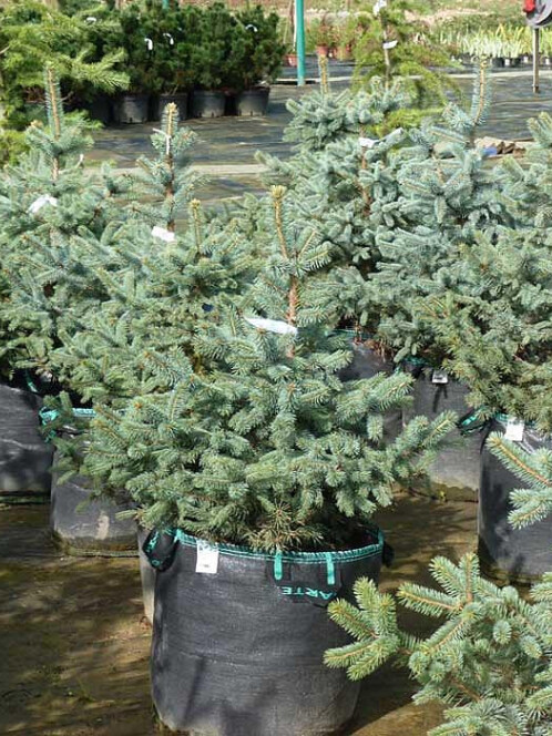 Ель Колючая (Picea pungens) – вид 2