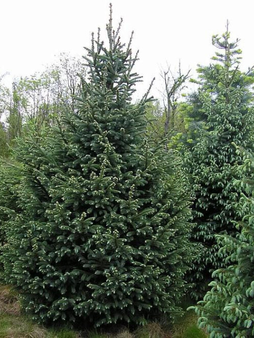 Ель Колючая (Picea pungens) – вид 4