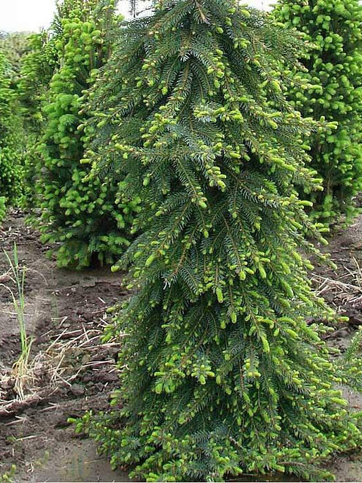 Ель сербская Пендула Брунс (Pendula Bruns) – вид 1