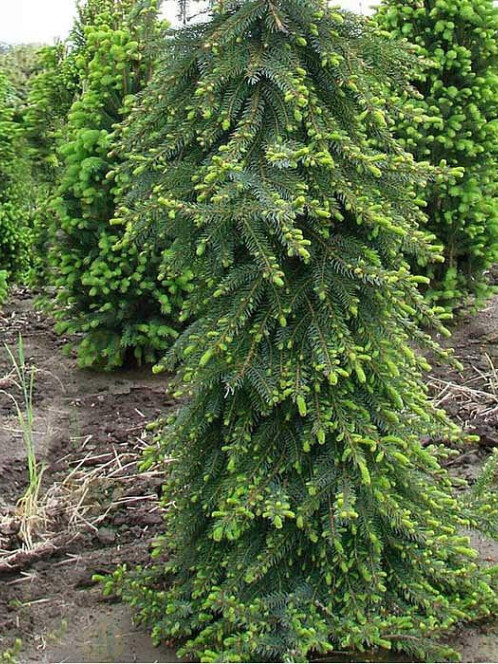 Ель сербская Пендула Брунс (Pendula Bruns)