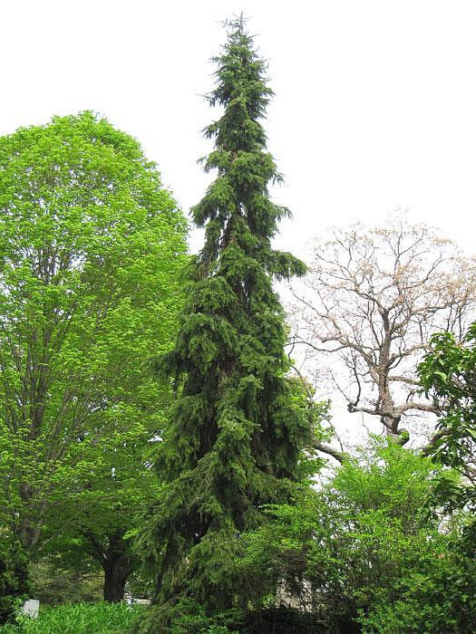 Ель сербская Пендула Брунс (Pendula Bruns) – вид 2