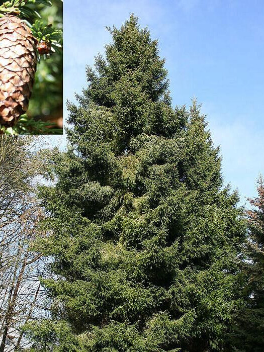 Ель Лицзянская (Picea likiangensis) – вид 1