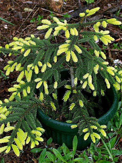 Ель восточная Ауреоспиката (Aureospicata)