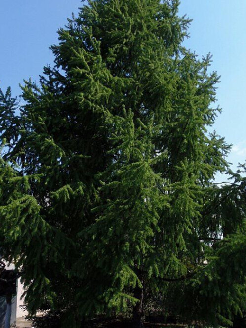 Лиственница сибирская (Larix sibirica) – вид 1