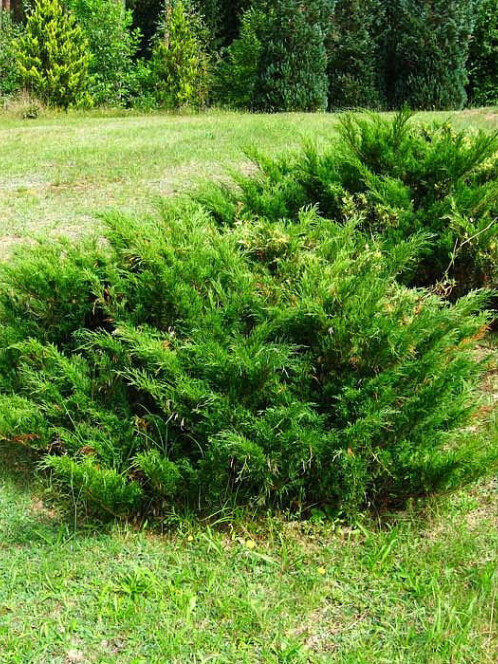 Можжевельник Казацкий (Juniperus sabina) – вид 1