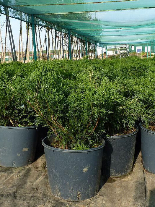 Можжевельник Казацкий (Juniperus sabina) – вид 2