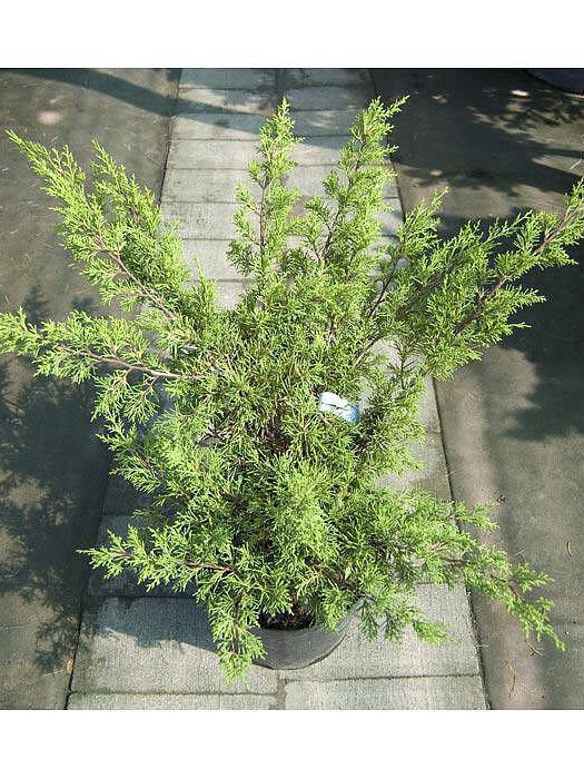 Можжевельник китайский Плюмоза Ауреа (Plumosa Aurea) – вид 2