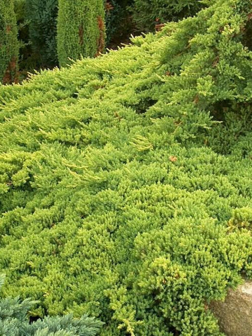 Можжевельник лежачий Нана (procumbens Nana)