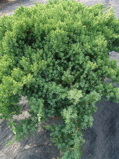 Можжевельник лежачий Нана (procumbens Nana) – вид 3