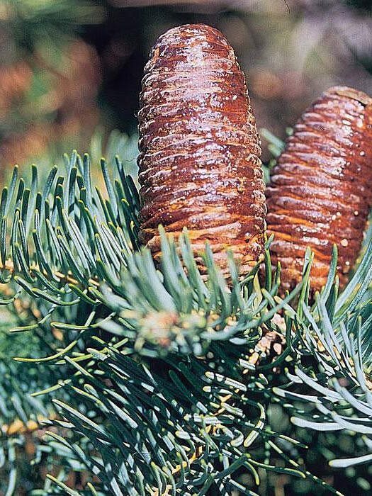 Пихта Одноцветная (Abies concolor) – вид 2