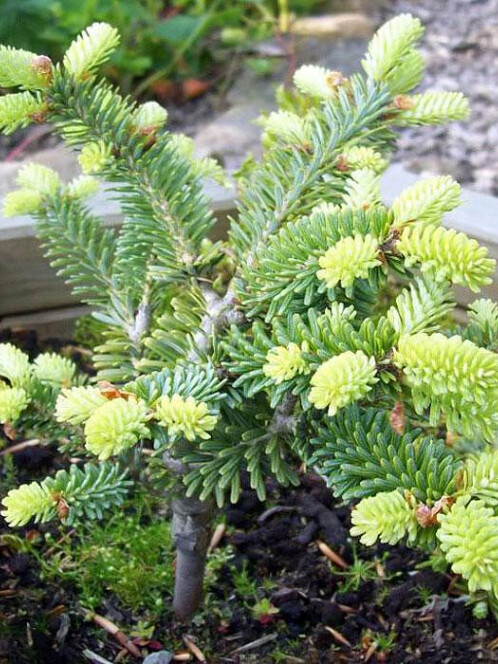 Пихта Корейская (Abies koreana)