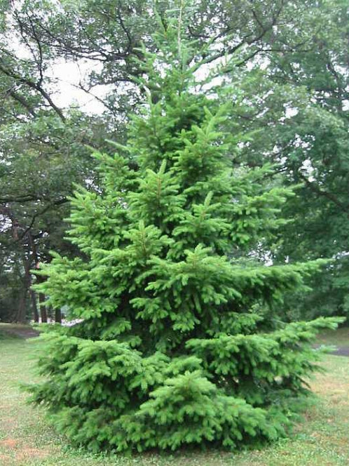 Псевдотсуга Мензиса (Pseudotsuga menziesii) – вид 2