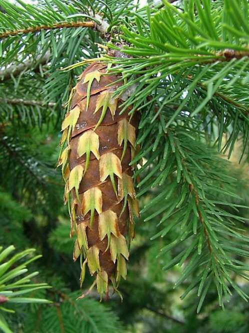 Псевдотсуга Мензиса (Pseudotsuga menziesii) – вид 3