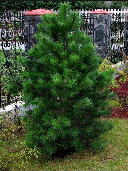 Сосна Черная (Pinus nigra) – вид 1