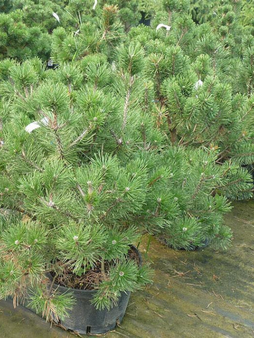 Сосна Черная (Pinus nigra) – вид 3