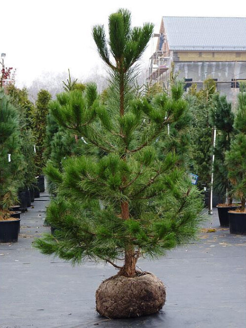 Сосна Черная (Pinus nigra) – вид 4