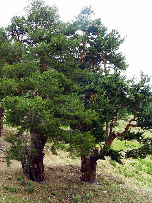 Сосна Черная (Pinus nigra) – вид 5