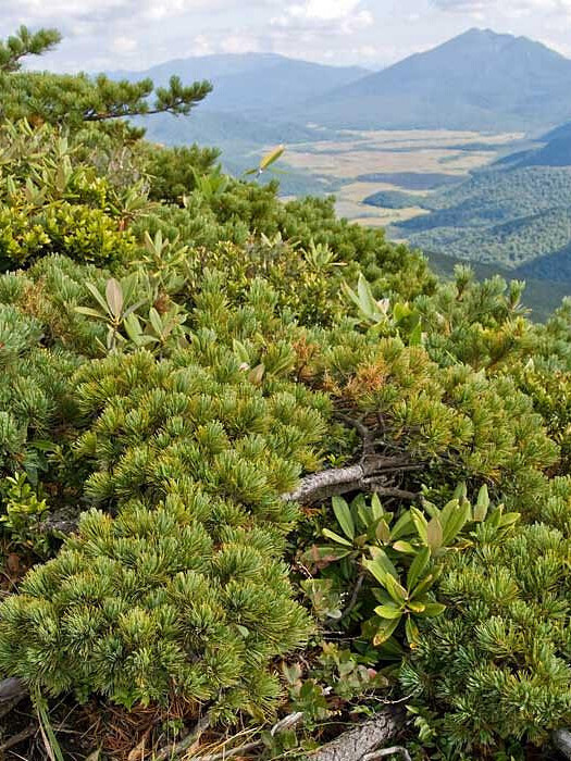 Сосна Стланниковая (Pinus pumila) – вид 1