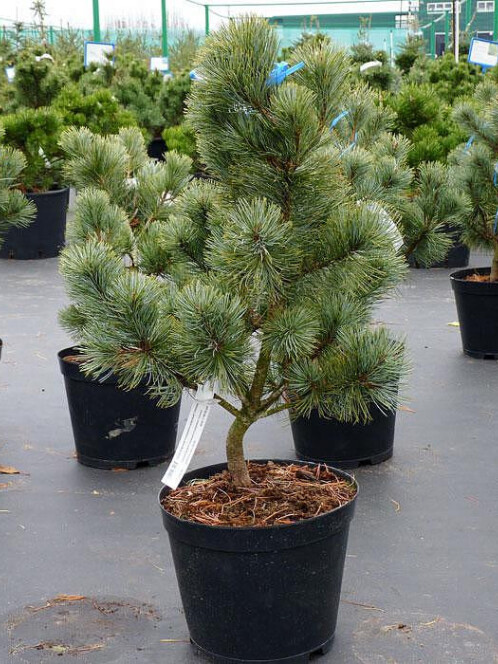 Сосна Стланниковая (Pinus pumila) – вид 2