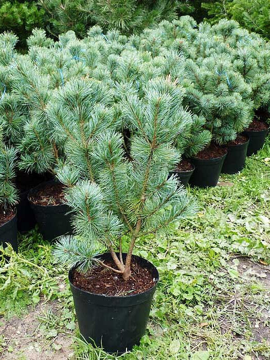 Сосна Стланниковая (Pinus pumila) – вид 3