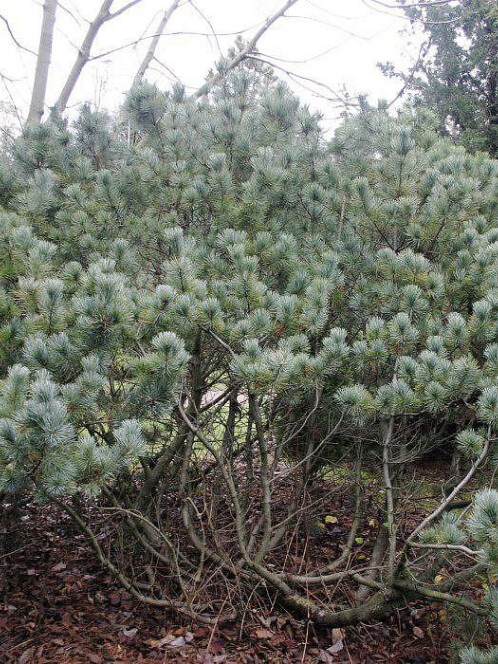 Сосна стланиковая Глаука (pumila Glauca) – вид 1