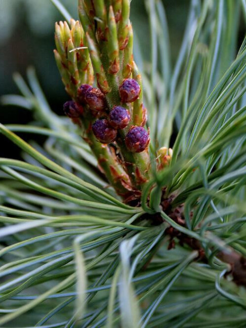 Сосна стланиковая Глаука (pumila Glauca) – вид 2