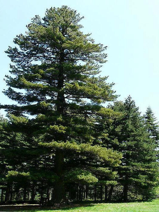 Сосна Румелийская (Pinus peuce) – вид 1