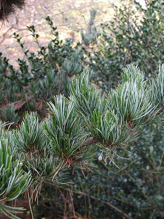 Сосна мелкоцветная Глаука (parviflora Glauca) – вид 2