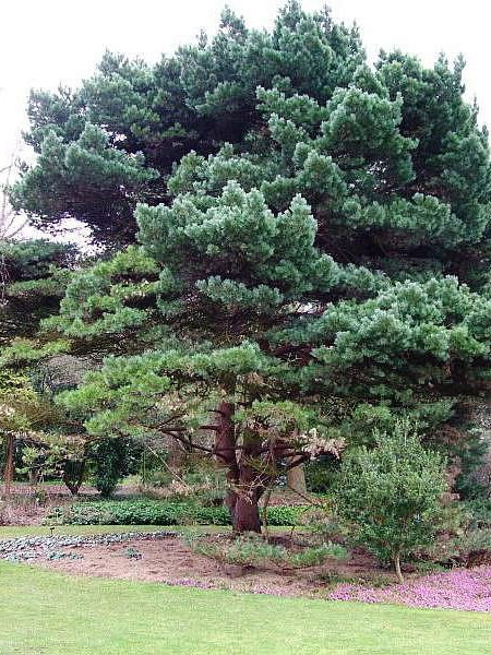 Сосна Обыкновенная (Pinus silvestris) – вид 1