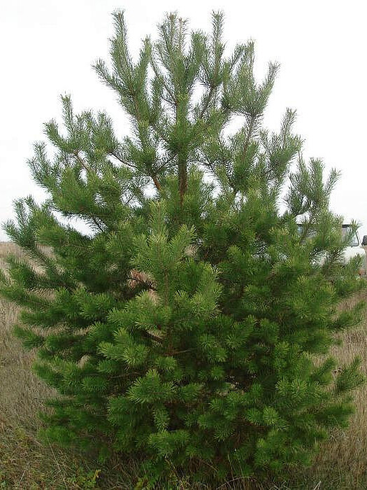 Сосна Обыкновенная (Pinus silvestris) – вид 2