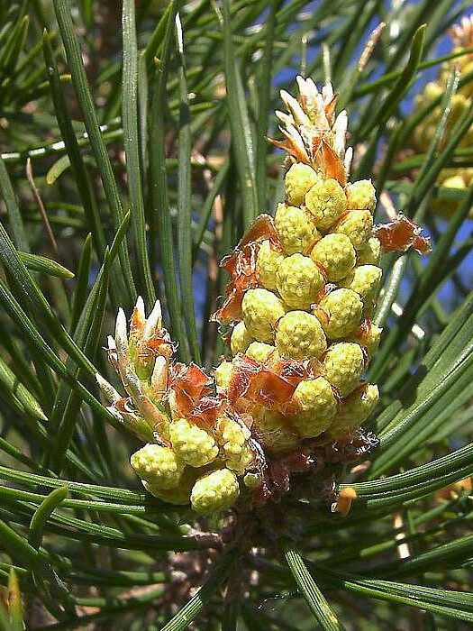 Сосна Обыкновенная (Pinus silvestris) – вид 3