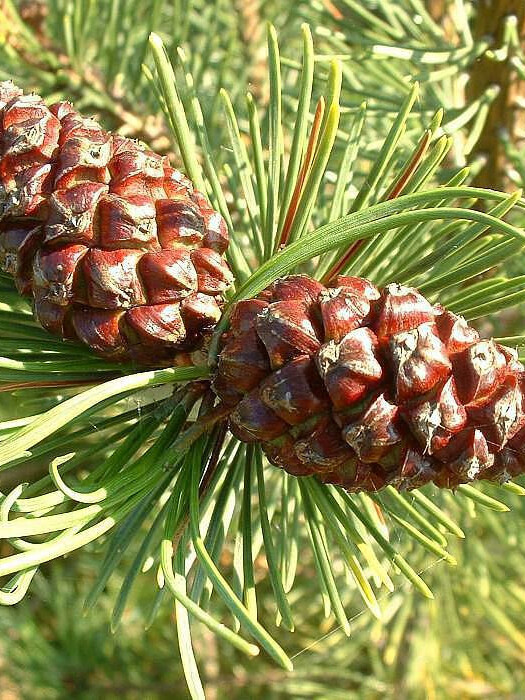 Сосна Обыкновенная (Pinus silvestris) – вид 4