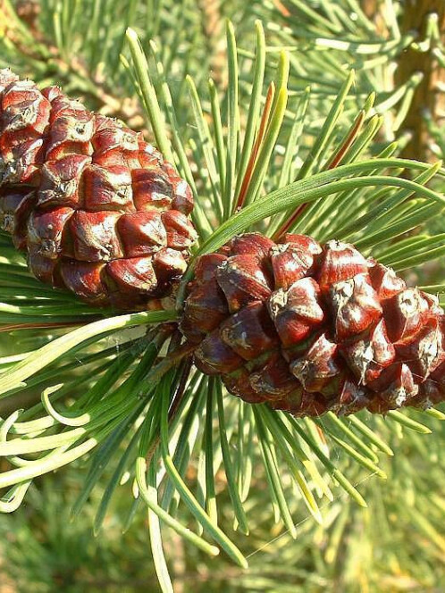 Сосна Обыкновенная (Pinus silvestris) – вид 4