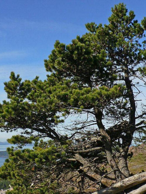 Сосна Скрученная (Pinus contorta)