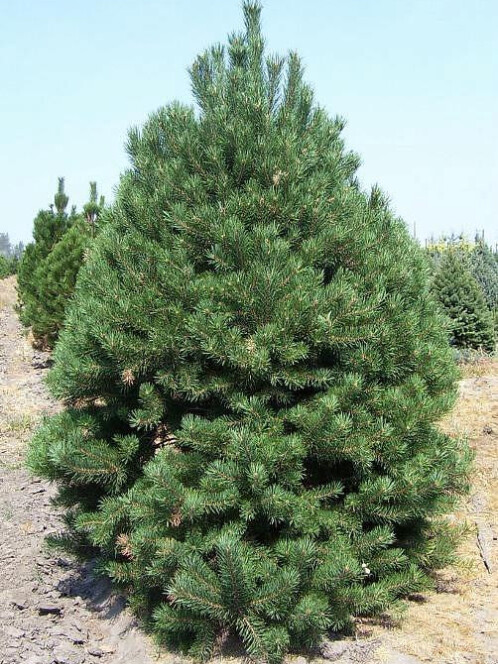 Сосна Скрученная (Pinus contorta) – вид 2