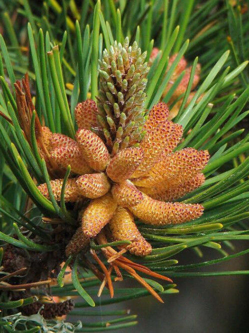 Сосна Скрученная (Pinus contorta) – вид 3