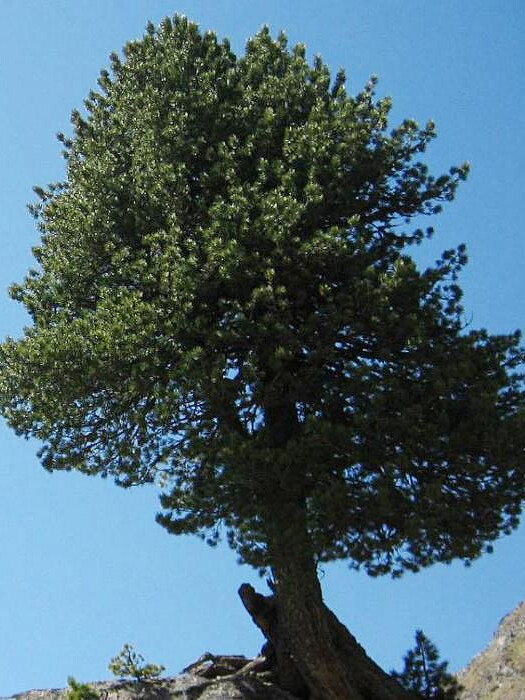 Сосна кедровая европейская (Pinus cembra) – вид 1