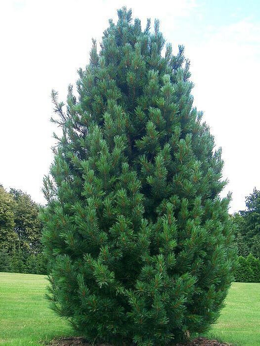 Сосна кедровая европейская (Pinus cembra) – вид 2