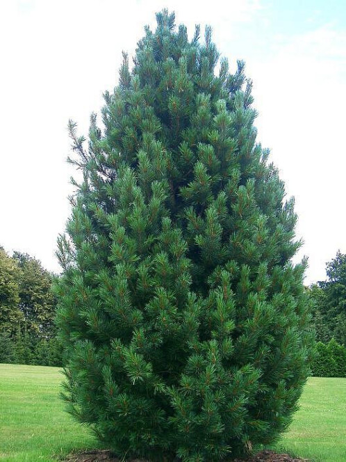 Сосна кедровая европейская (Pinus cembra) – вид 2